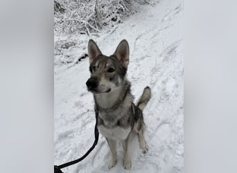 Valko sucht ein neues Zuhause