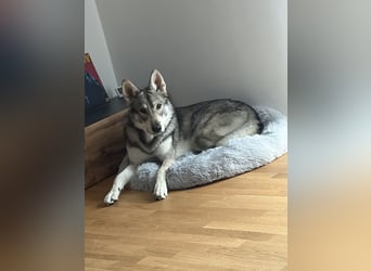 Valko sucht ein neues Zuhause