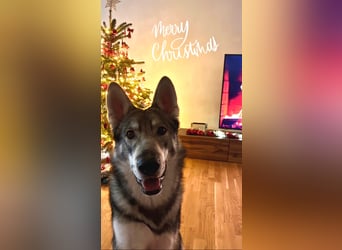 Valko sucht ein neues Zuhause