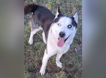 Herceg ( * 03 / 2021 ) sucht seine Familie