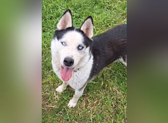 Herceg ( * 03 / 2021 ) sucht seine Familie