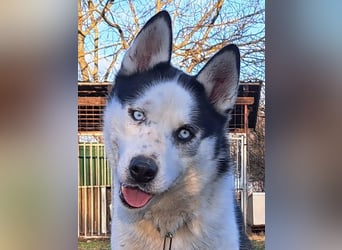 Herceg ( * 03 / 2021 ) sucht seine Familie