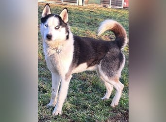 Herceg ( * 03 / 2021 ) sucht seine Familie