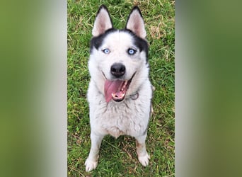 Herceg ( * 03 / 2021 ) sucht seine Familie