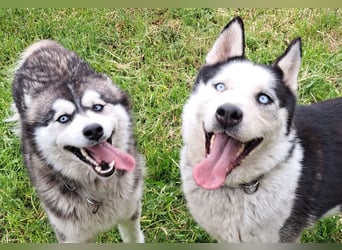 Herceg ( * 03 / 2021 ) sucht seine Familie