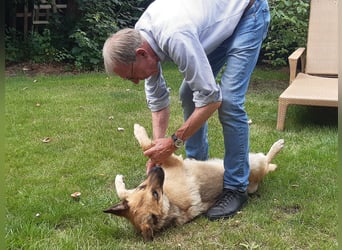 Alma: Herz auf vier Pfoten sucht ihr Glück (in 41515 Grevenbroich)