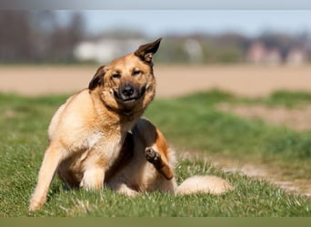 Alma: Herz auf vier Pfoten sucht ihr Glück (in 41515 Grevenbroich)