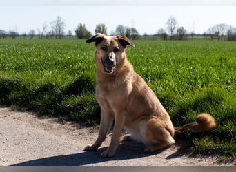 Alma: Herz auf vier Pfoten sucht ihr Glück (in 41515 Grevenbroich)