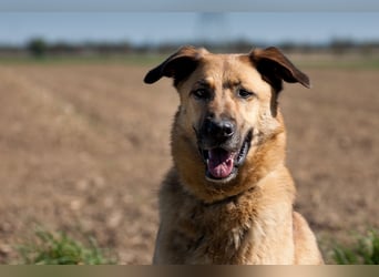 Alma: Herz auf vier Pfoten sucht ihr Glück (in 41515 Grevenbroich)