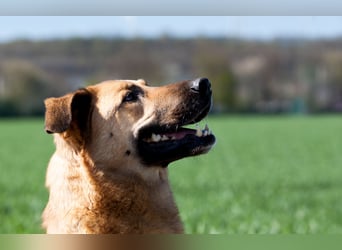 Alma: Herz auf vier Pfoten sucht ihr Glück (in 41515 Grevenbroich)