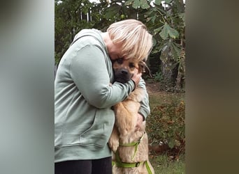 Alma: Herz auf vier Pfoten sucht ihr Glück (in 41515 Grevenbroich)