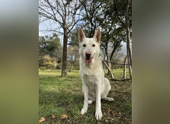 Tamaskan Hündin 7 Jahre Tierschutz Bundesweite Vermittlung