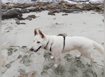 Tamaskan Hündin 7 Jahre Tierschutz Bundesweite Vermittlung