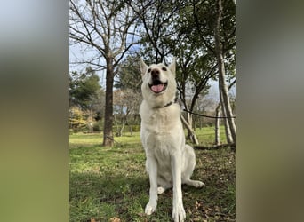 Tamaskan Hündin 7 Jahre Tierschutz Bundesweite Vermittlung