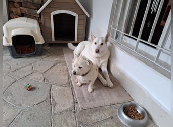 Tamaskan Hündin 7 Jahre Tierschutz Bundesweite Vermittlung