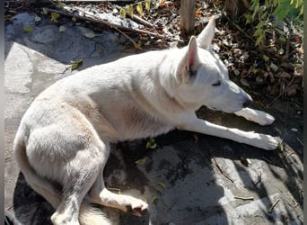 Tamaskan Hündin 7 Jahre Tierschutz Bundesweite Vermittlung