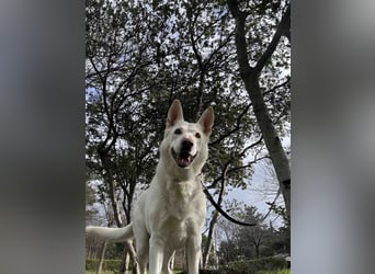 Tamaskan Hündin 7 Jahre Tierschutz Bundesweite Vermittlung