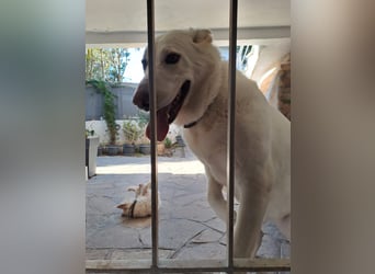 Tamaskan Hündin 7 Jahre Tierschutz Bundesweite Vermittlung