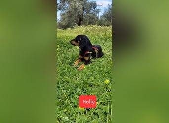 Jagdhundmixwelpen suchen ihre Menschen