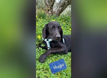 Jagdhundmixwelpen suchen ihre Menschen