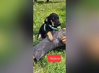 Jagdhundmixwelpen suchen ihre Menschen