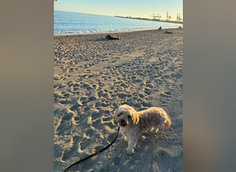 Charlie - flatterndes Herz sucht ruhigen Hafen (wartet in 01159)