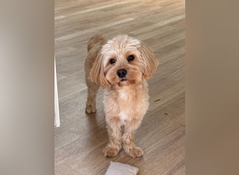 Charlie - flatterndes Herz sucht ruhigen Hafen (wartet in 01159)