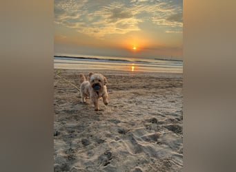 Charlie - flatterndes Herz sucht ruhigen Hafen (wartet in 01159)