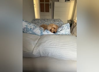 Charlie - flatterndes Herz sucht ruhigen Hafen (wartet in 01159)