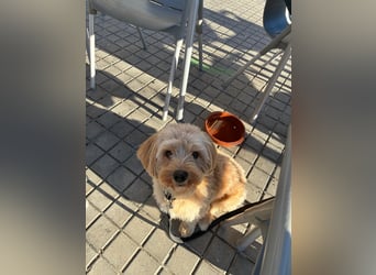 Charlie - flatterndes Herz sucht ruhigen Hafen (wartet in 01159)