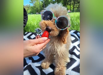 Charlie - flatterndes Herz sucht ruhigen Hafen (wartet in 01159)