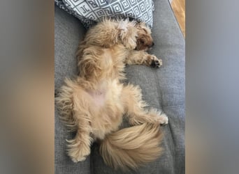 Charlie - flatterndes Herz sucht ruhigen Hafen (wartet in 01159)