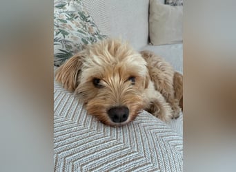 Charlie - flatterndes Herz sucht ruhigen Hafen (wartet in 01159)