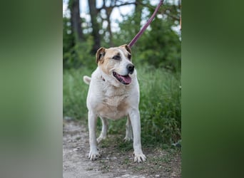 Lilly, liebe freundliche Seniorin sucht Pflegestelle/Gnadenplatz