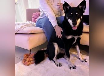 Aiko sucht ein ruhiges Zuhause mit Herz, Struktur und klarer Führung