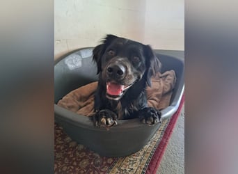 Buddy - aktiver Golden Aussie  wartet in Melle
