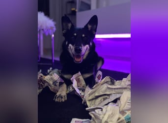 Aiko sucht ein ruhiges Zuhause mit Herz, Struktur und klarer Führung