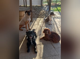 Buddy - aktiver Golden Aussie  wartet in Melle