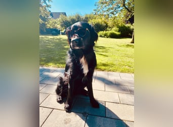 Buddy - aktiver Golden Aussie  wartet in Melle