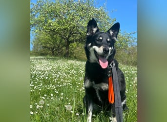 Aiko sucht ein ruhiges Zuhause mit Herz, Struktur und klarer Führung