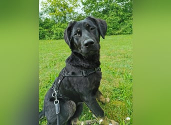 Laila – sensible Seele mit großem Herz sucht ruhiges Zuhause