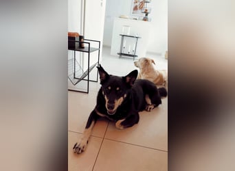 Aiko sucht ein ruhiges Zuhause mit Herz, Struktur und klarer Führung