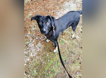 Laila – sensible Seele mit großem Herz sucht ruhiges Zuhause