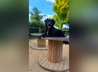 Buddy - aktiver Golden Aussie  wartet in Melle