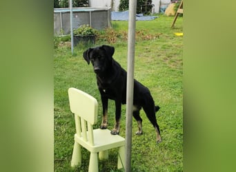 Laila – sensible Seele mit großem Herz sucht ruhiges Zuhause