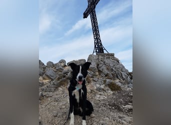 Zip - schlauer Charakterkopf sucht erfahrenes Zuhause (wartet in 73277)