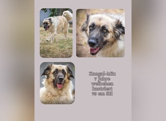 Seelenhund Mira wartet im Tierheim Forchheim auf ihr Für-Immer-Zuhause