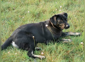 Laila – sensible Seele mit großem Herz sucht ruhiges Zuhause