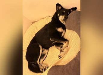 Aiko sucht ein ruhiges Zuhause mit Herz, Struktur und klarer Führung