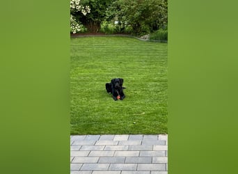 Buddy - aktiver Golden Aussie  wartet in Melle